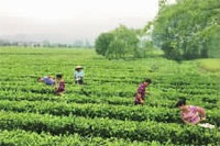 ONE游戏官网,油茶种植出产加工销售,植物油种植出产加工销售