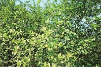 ONE游戏官网,油茶种植出产加工销售,植物油种植出产加工销售