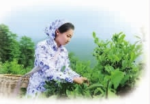 ONE游戏官网,油茶种植出产加工销售,植物油种植出产加工销售