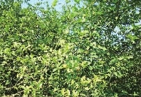 ONE游戏官网,油茶种植出产加工销售,植物油种植出产加工销售